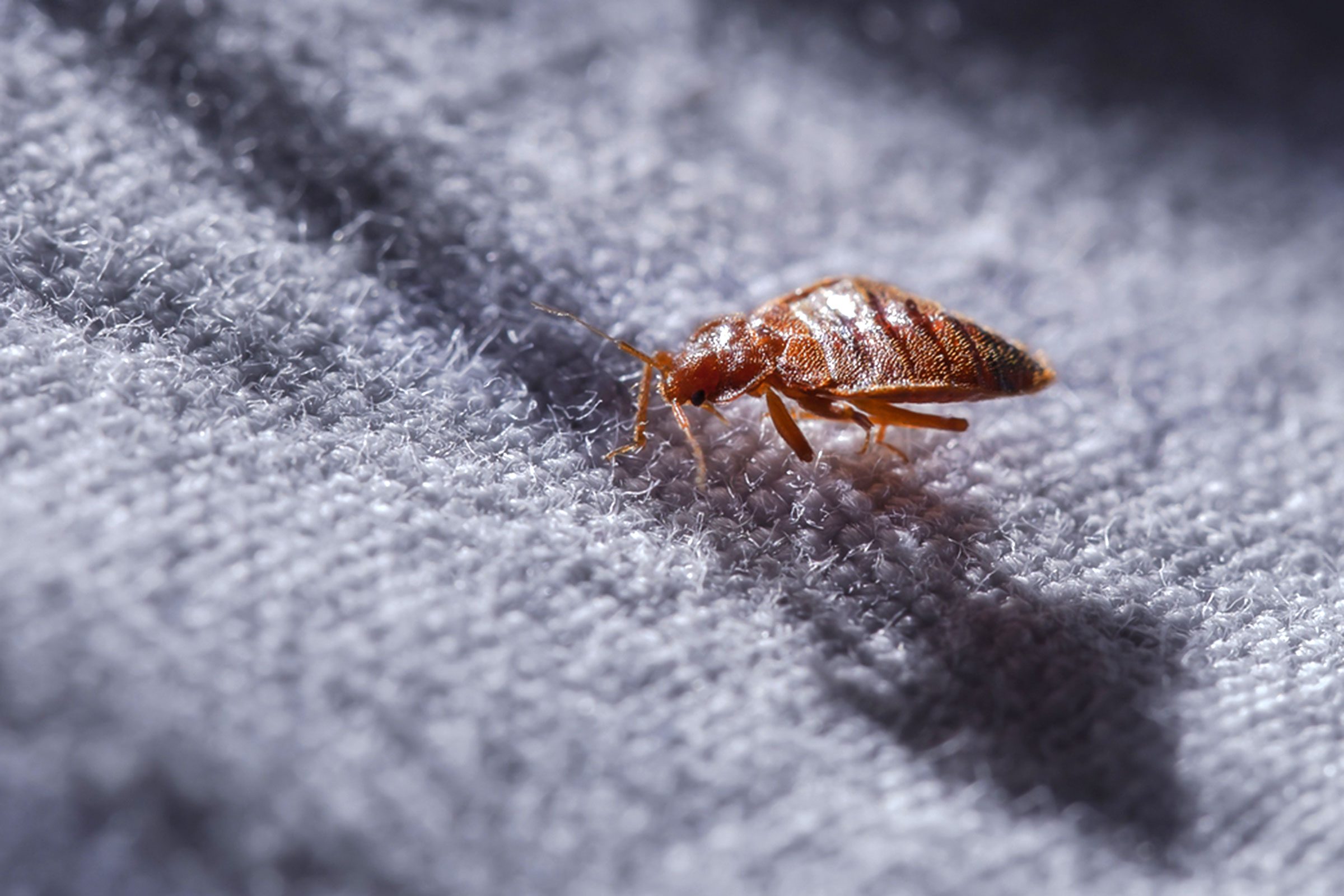 Bed Bugs