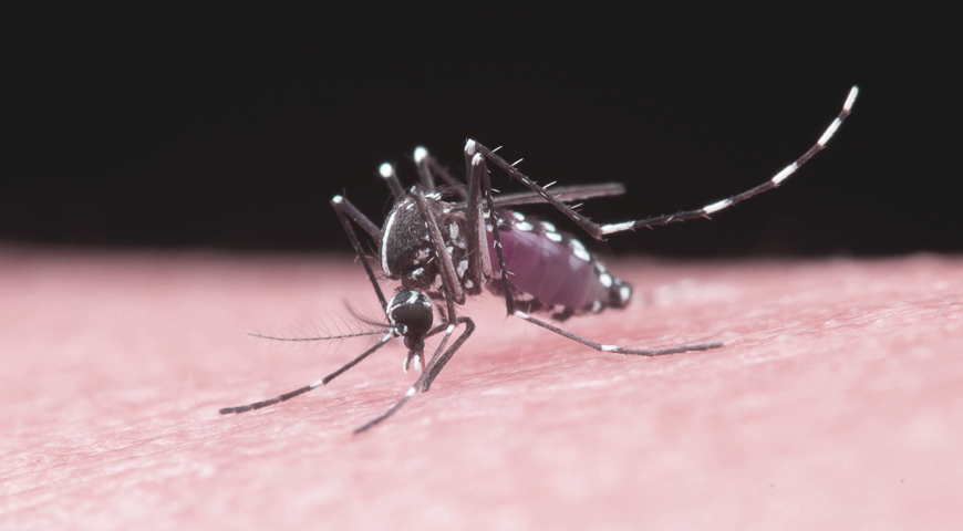 Mosquito